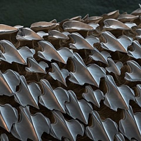 ზვიგენის ფარფლი მიკროსკოპის ქვეშ