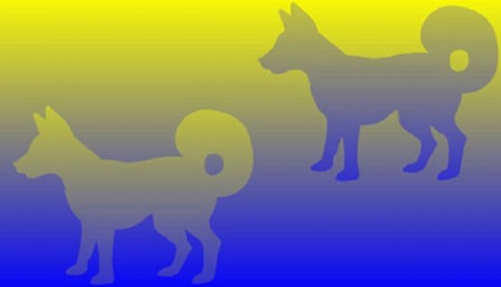 ოპტიკური ილუზია, ძაღლები, რომლებიც ერთი და იგივე ფერისაა