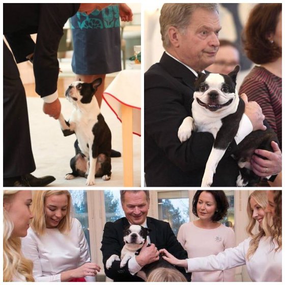 ფინეთის პრეზიდენტის მომღიმარი ძაღლი ინტენრეტვარსკვლავად იქცა