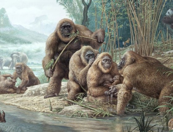 Gigantopithecus - ორანგუტანების წინაპარი