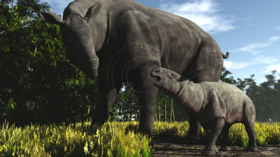 Paraceratherium -  პრეისტორიული პერიოდის ყველაზე მსხვილი ძუძუმწოვარი