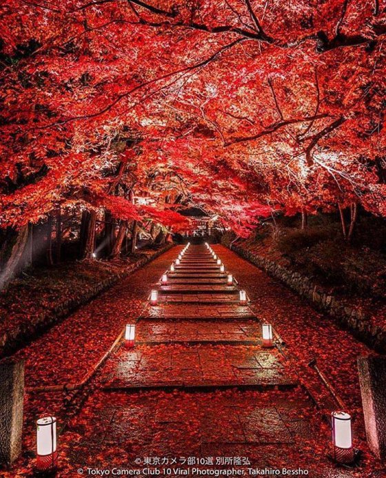 შემოდგომა კიოტოს პარკში იაპონია