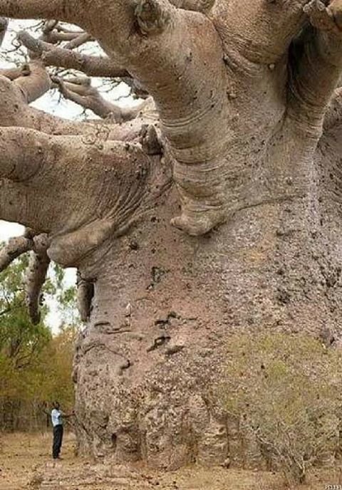 6000 წლის ბაობამის ხე სენეგალში