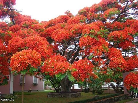 საოცრად აყვავებული ხე, ბრაზილია