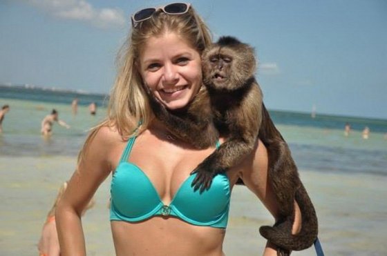 ლამისაა "შეჭამოს" ამ გოგოს ბიუსტი ამ მაიმუნმა ისეთ დღეშია