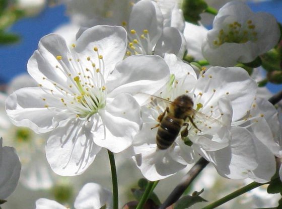იმისათვის, რომ ფუტკარმა 1 კილოგრამი თაფლი გააკეთოს, საჭიროა შემოიფრინოს 2 მილიონი ყვავილი.
