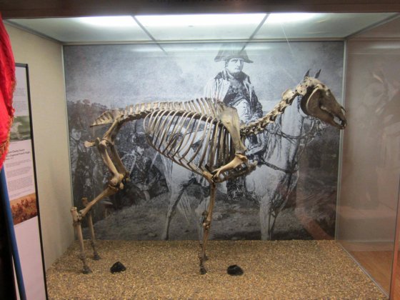 ნაპოლეონის ცხენი მარენგოს ჩონჩხი დაცული ლონდონის სამხედრო მუზეუმში.