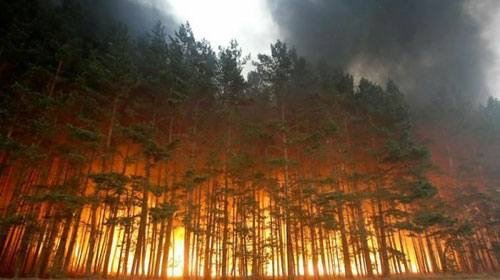 ცეცხლში გახვეული ხეები