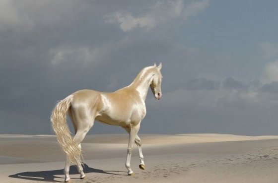 არაბული ცხენი,რომლიც ფასი,შესაძლოა 100 ათას დოლარს უკაკუნებდეს