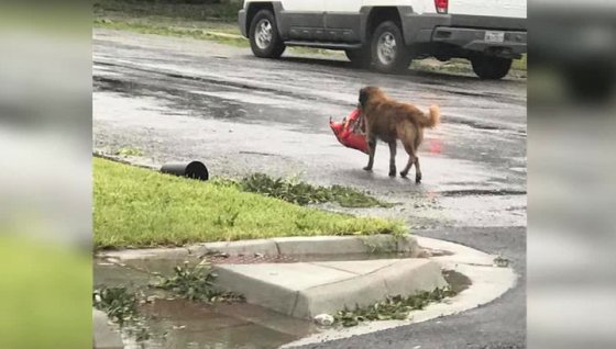 ძაღლი,რომელიც "ჰარვის" ქარიშხალს გადაურჩა ინტერნეტვარსკვლავად იქცა
