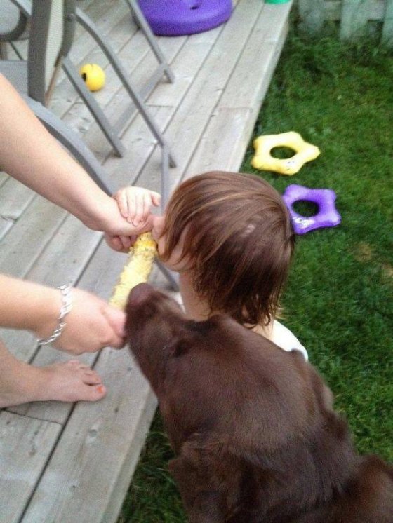 ბავშვი და ძაღლი როგორ ჭამენ სიმინდს
