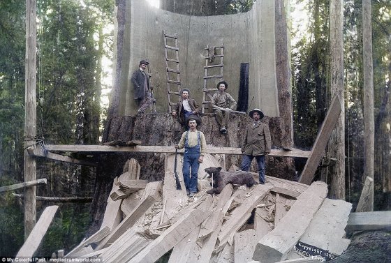 გიგანტური ხის მოჭრისას მე-20 საუკუნის დასაწყისი
