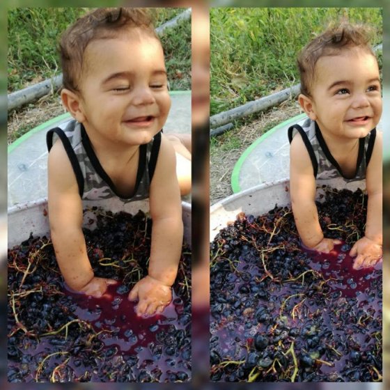 კახელი პატარა კაცი წურავს ყურძენს