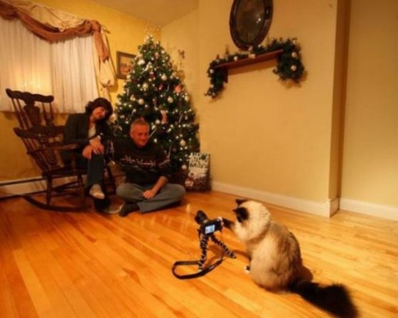 "ფოტოგრაფი" კატა პირველად ვნახე.  ფოტო განწყობისათვის