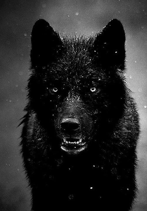 მგელს ვერ მოიშინაურებ, იმიტომ რომ ეშინია ადამიანების და იმალება, იმის მაგივრად რომ ყეფა დაუწყოს.