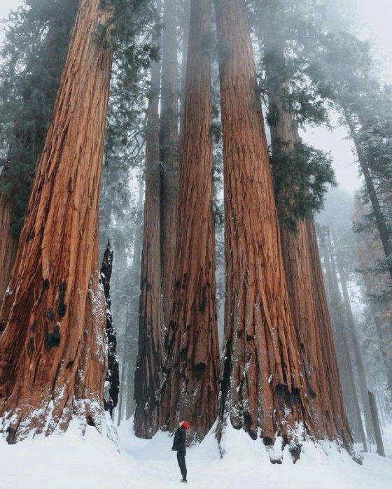გიგანტური წიწვოვანი ტყე(კალიფორნია აშშ)