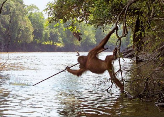 მაიმუნი წვერწამახული ხის შუბით ცდილობს თევზის დაჭერას