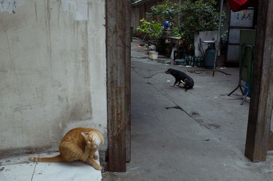 ძაღლის და კატის სინქრონი- ჩინელი მოყვარული ფოტოგრაფი ტაო ლიუ