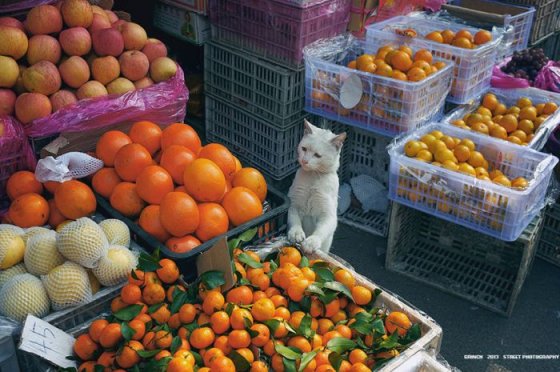 კატა ფასებს "ათვალიერებს"-დაიჭირო წამი, ჩინელი მოყვარული ფოტოგრაფი ტაო ლიუ