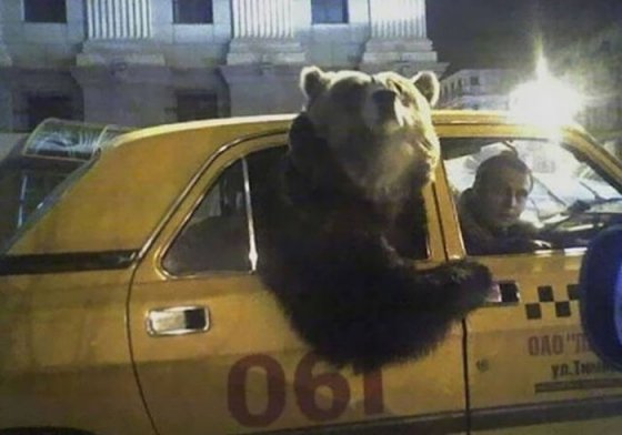 დათვმა ტაქსი გააჩერა