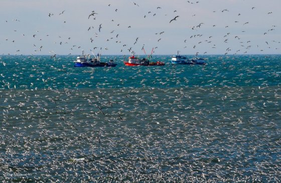 თურქული სეინერები თევზს არ ტოვებენ ანაკლიაში და თოლიებმაც რა ქნან მიესივნენ თევზაობის ადგილს