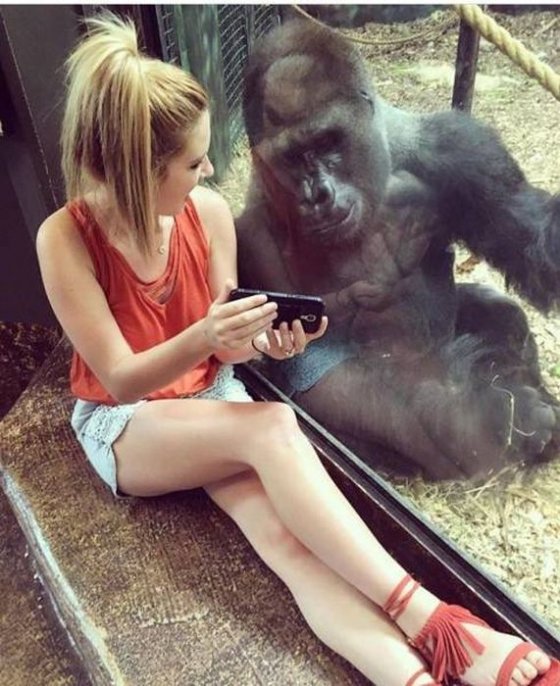 გოგო და შიმპანზე დამეგობრდნენ