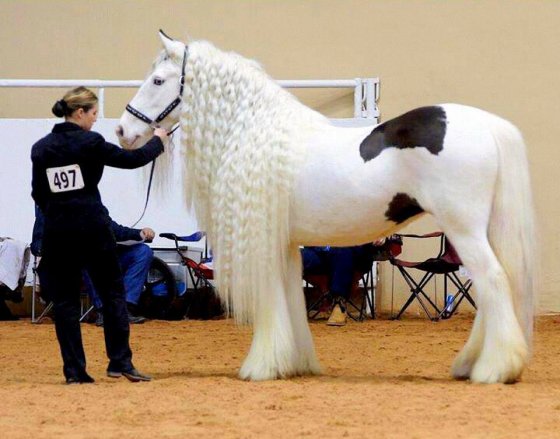 რა ლამაზი ცხენია