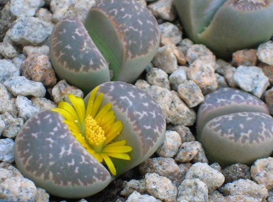 ლიტოფსი - "ქვა , რომელიც ყვავილობს"   (სუკულენტის ნაირსახეობა)