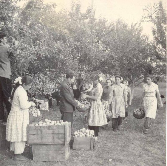 ვაშლის კრეფა სოფელ გომარეთის კოლმეურნეობაში 1963 წ.