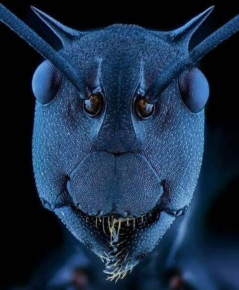 ჭიანჭველას მაკროფოტოსურათი