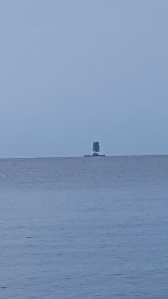 ექსკლუზიური  ფოტო  ქობულეთიდან:  ასე გადაჰქონდათ  უზარმაზარი მაგნოლია   ამ დილით  ზღვაში