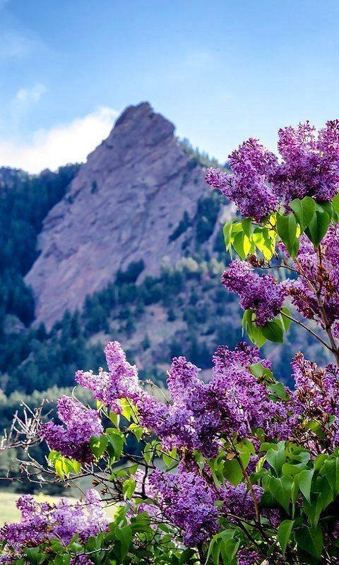 ლამაზი მთის ყვავილები