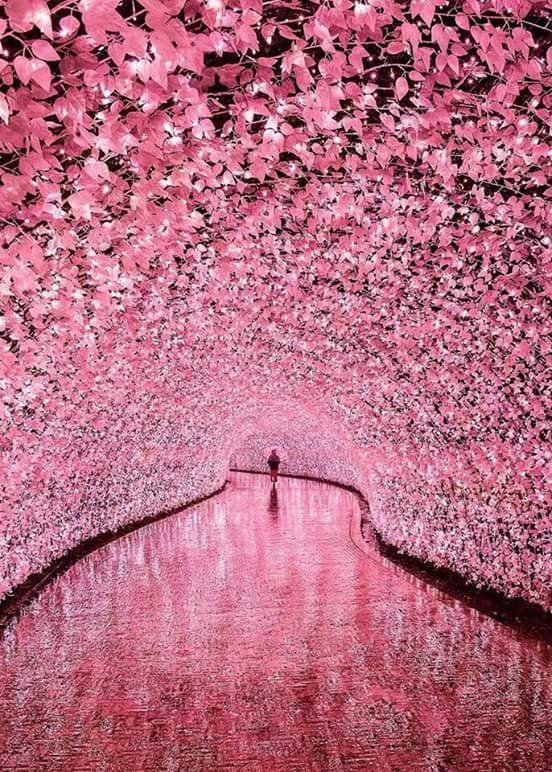 იაპონია. ადგილი, სადაც ყვავილები ქმნიან გვირაბის იმიტაციას