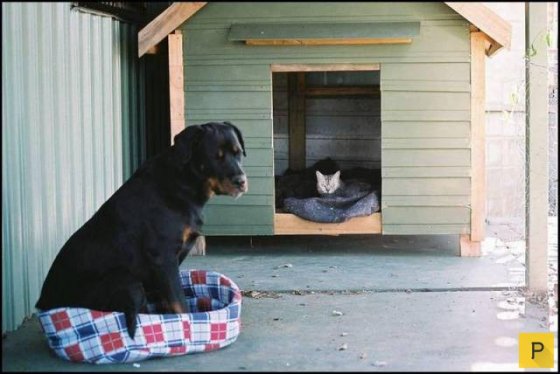 კატის მიერ "ოკუპირებული" ძაღლის სახლი