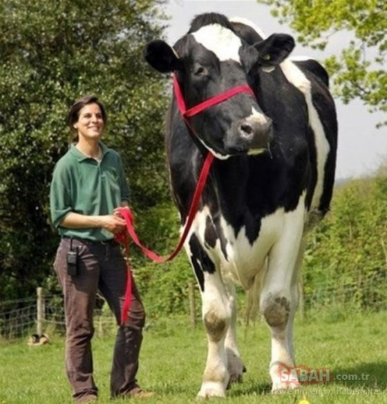 ყველაზე დიდი ძროხა მსოფლიოში