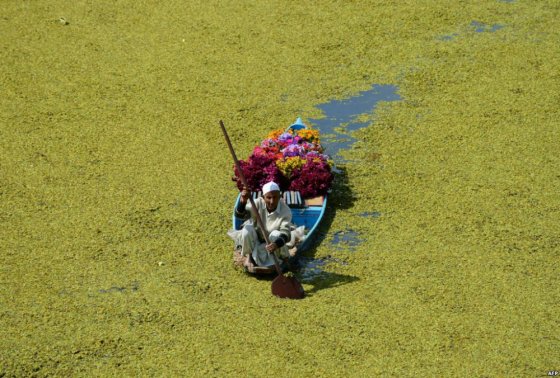 ყვავილების გამყიდველი ნავით დალის ტბაში ცურავს (სრინაგარი, ინდოეთი)