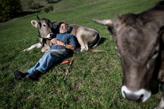 შვეიცარელი ფერმერი თავის ძროხასთან ერთად პოზირებს