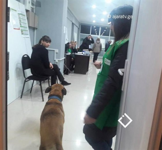 ქობულეთში ერთ-ერთ საარჩევნო უბანს ამომრჩეველზე ადრე ძაღლმა მიაკითხა
