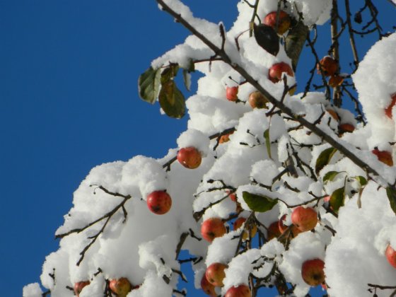 ზამთრის  პირველ დღეს  გილოცავთ!  თოვლიან  და ზღაპარივით  ლამაზ  ზამთარს  გისურვებთ!