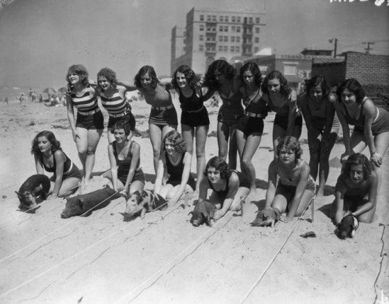 გოჭების შეჯიბრი კალიფორნიის ერთ ერთ სანაპიროზე...1930 წელი.