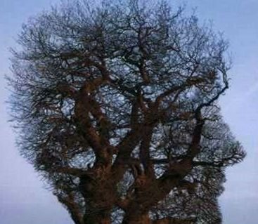 "მოაზროვნე"  ხე