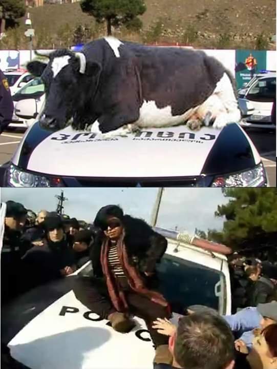 ბელუქსის ძროხა