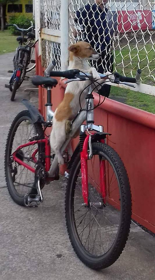 დაუჯერებელი, მაგრამ რეალური სურათი-ველოსიპედზე ამძვრალი ძაღლი სამტრედიაში ფეხბურთს უყურებს