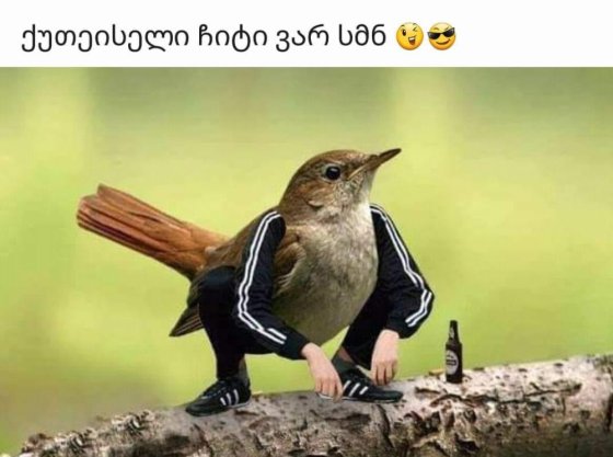 ქუთაისელი ჩიტი