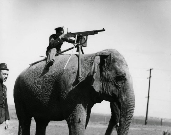 ამერიკელი ოფიცერი სპილოზე ამხედრებული