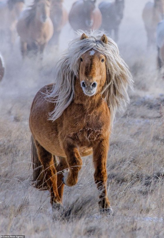 ამ ცხენს პარიკი უკეთია თუ მართლა ასეთი დალალები აქვს