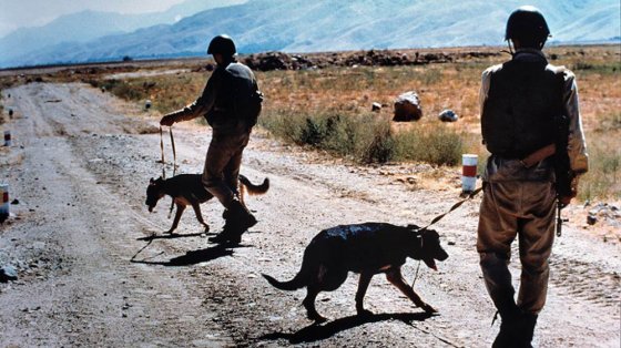 საბჭოთა სამხედროები ძაღლებით ატარებენ პაკისტანის საზღვართან პატრულირებას