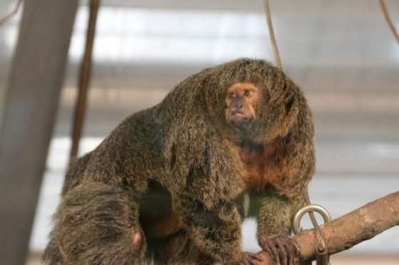 "ბოდიბილდერი" მაიმუნის ხილვამ ინტერნეტ მომხმარებლები გააოცა
