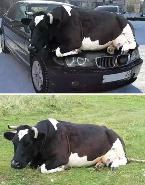 როგორია ძვირიან მანქანაზე წამოწოლილი ძროხა