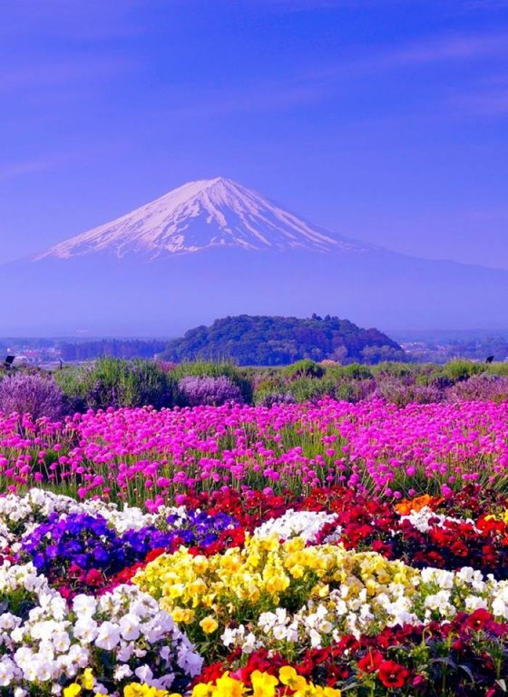 ფუძიამას მთა იაპონიაში, გაზაფხულდა